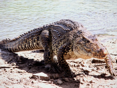 Cuban Crocodile