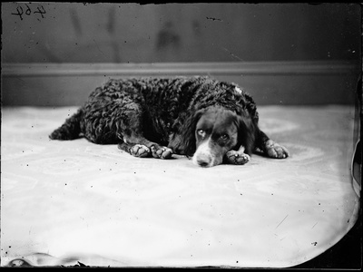 Curly-Coated Retriever