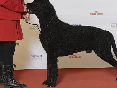 Curly-Coated Retriever
