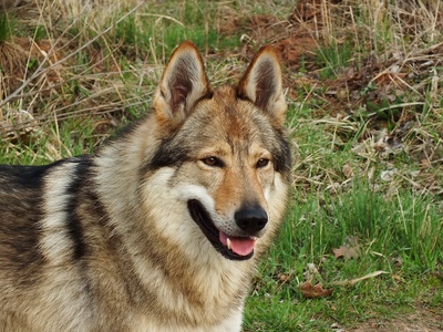 Czechoslovakian Wolfdog