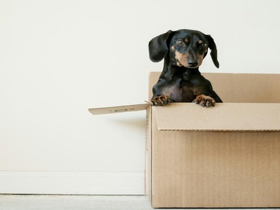 Dachshund