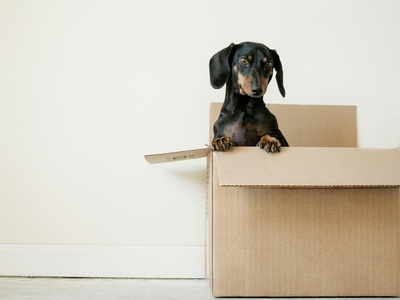 Dachshund