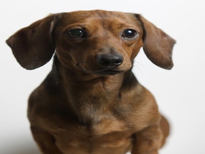 Dachshund