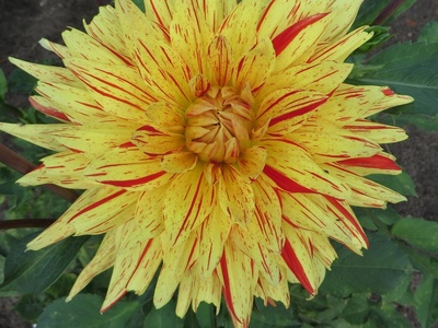 Dahlia