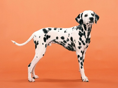 Dalmatian