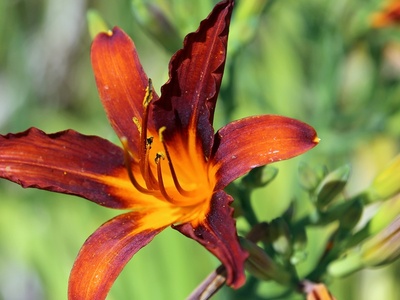 Daylily