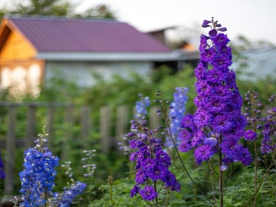 Delphinium