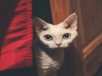 Devon Rex