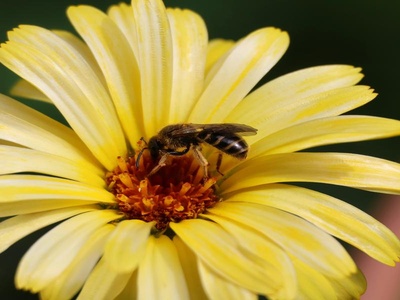 Digger Bee