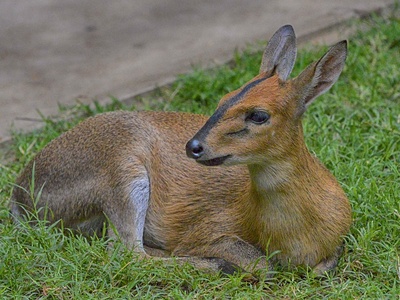 Dik-dik