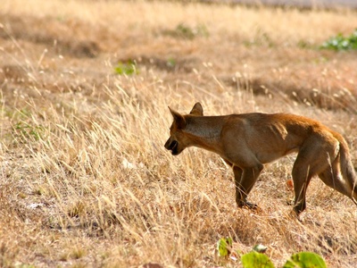 Dingo