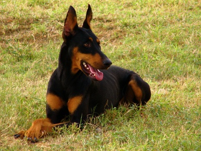 Doberman Pinscher