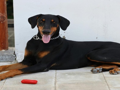 Doberman Pinscher