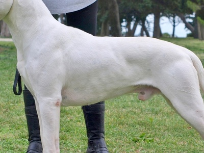 Dogo Argentino