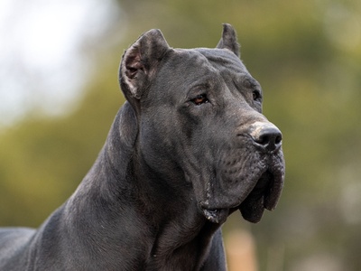 Dogo Canario