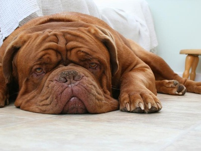 Dogue de Bordeaux