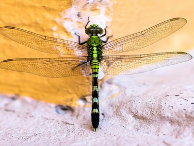 Dragonfly