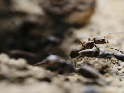 Driver Ants