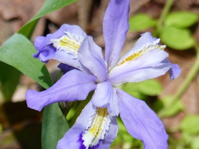 Dwarf Crested Iris