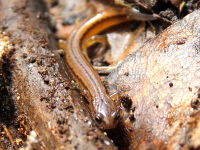 Dwarf Salamander