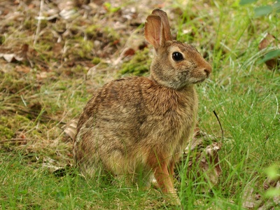 Eastern Cottontail