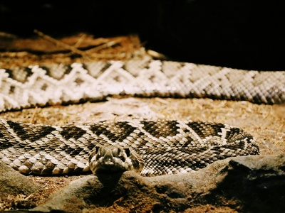Eastern Diamondback Rattlesnake