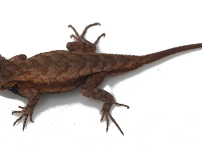 Eastern Fence Lizard