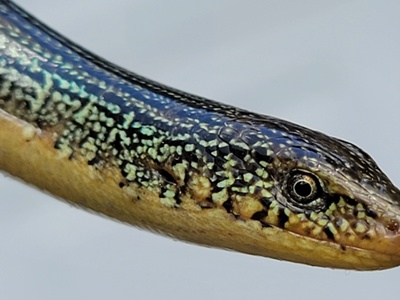 Eastern Glass Lizard