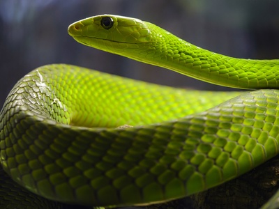 Eastern Green Mamba