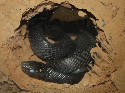 Eastern Indigo Snake