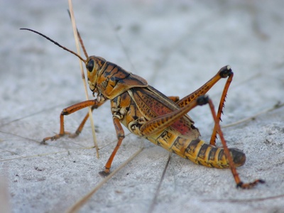 Eastern Lubber Grasshopper