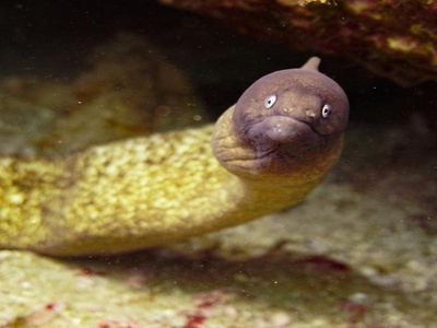 Electric Eel