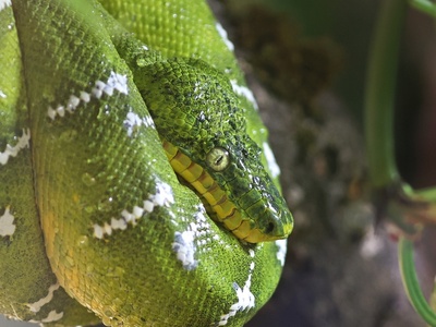 Emerald Tree Boa