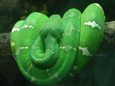 Emerald Tree Boa