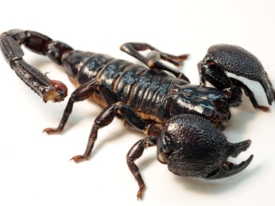 Emperor Scorpion