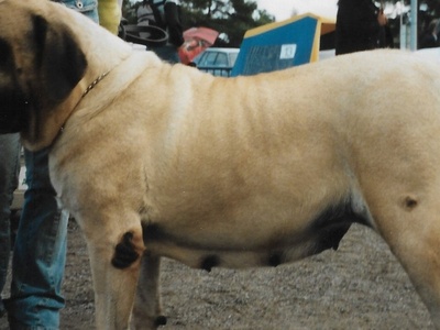 English Mastiff