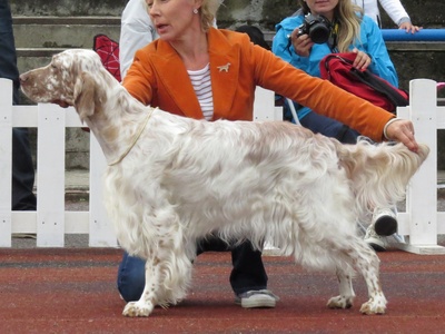English Setter