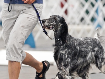 English Setter