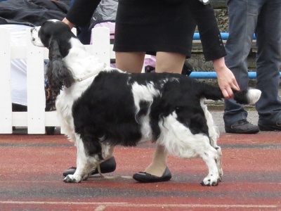 English Springer Spaniel
