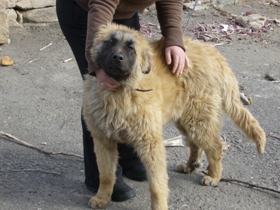 Estrela Mountain Dog
