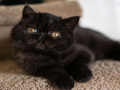 Exotic Shorthair