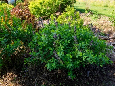 False Indigo