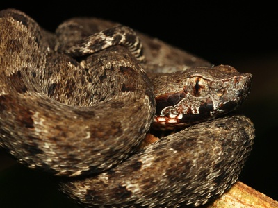 Fer-de-Lance