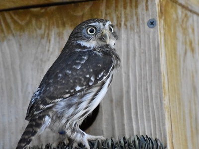 Ferruginous Pygmy Owl