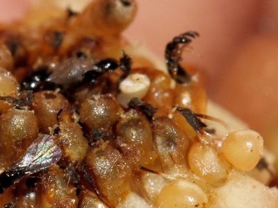 Fig Wasp