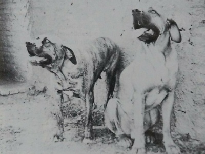 Fila Brasileiro