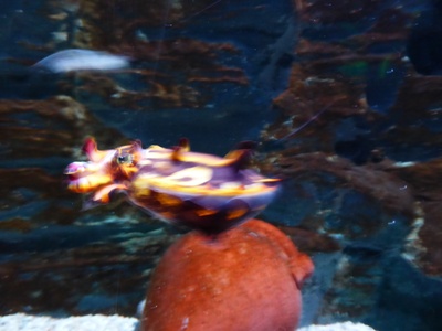 Flamboyant Cuttlefish