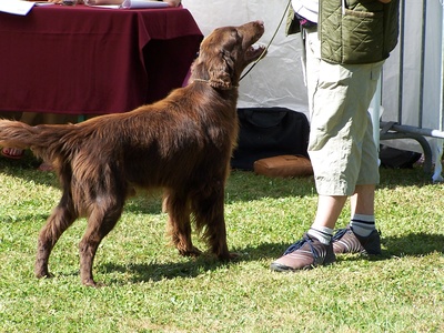 Flat-Coated Retriever