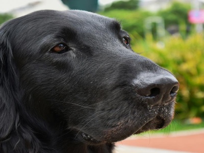 Flat-Coated Retriever