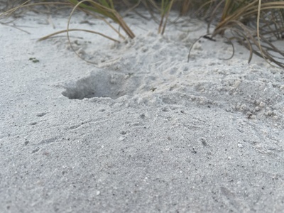 Florida Mouse